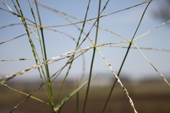 Digitaria divaricatissima