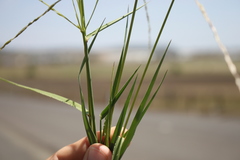 Digitaria divaricatissima