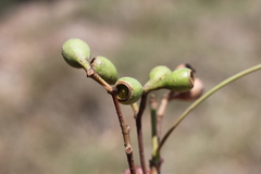 Eucalyptus orgadophila