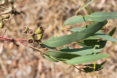 Eucalyptus orgadophila
