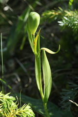 Fritillaria collina