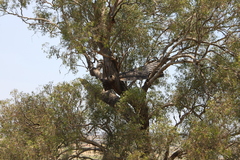 Eucalyptus orgadophila