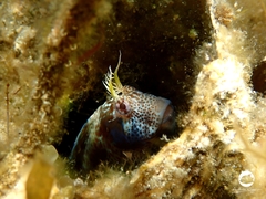Parablennius postoculomaculatus