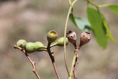 Eucalyptus orgadophila