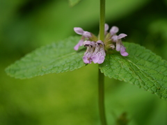 Stachys melissifolia