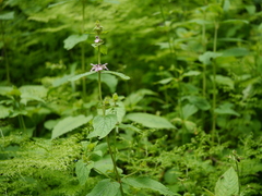 Stachys melissifolia