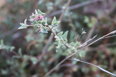 Chenopodium nutans