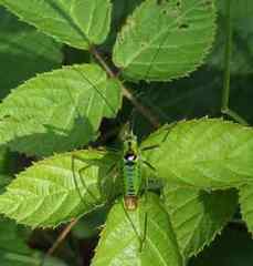 Poecilimon thoracicus