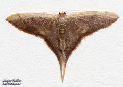 Idaea prolixa