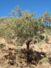 Eucalyptus miniata