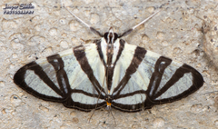 Conchylodes nolckenialis