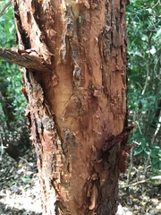 Syzygium antisepticum
