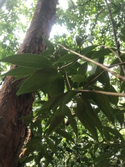 Syzygium antisepticum
