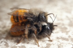 Osmia cornuta