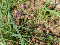 Allium chinense