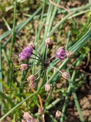Allium chinense