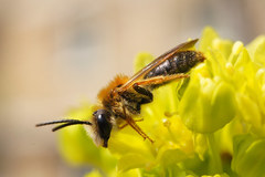 Andrena haemorrhoa