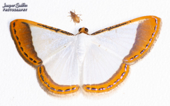 Leuciris