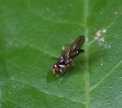 Tanypeza