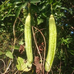 Parmentiera aculeata