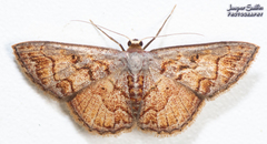 Idaea fervens