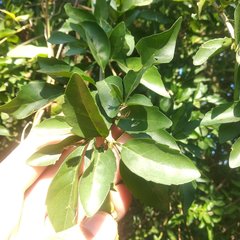 Parmentiera aculeata