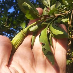 Parmentiera aculeata