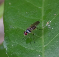 Tanypeza