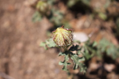 Hibiscus tridactylites