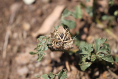 Hibiscus tridactylites