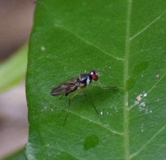 Tanypeza