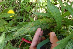 Stigmella ogygia