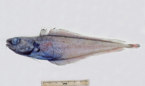 Luminescent cod (Physiculus luminosa) — Moridae — 4