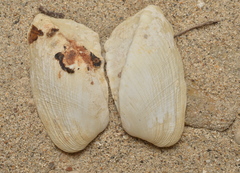 Trapezium bicarinatum