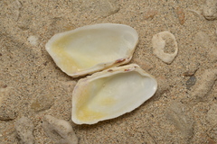 Trapezium bicarinatum
