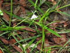 Lobelia stenophylla