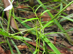 Lobelia stenophylla