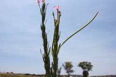 Epilobium billardiereanum