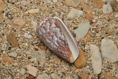 Conus monachus
