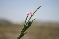 Epilobium billardiereanum