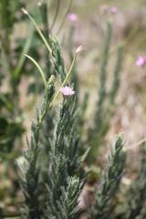 Epilobium billardiereanum