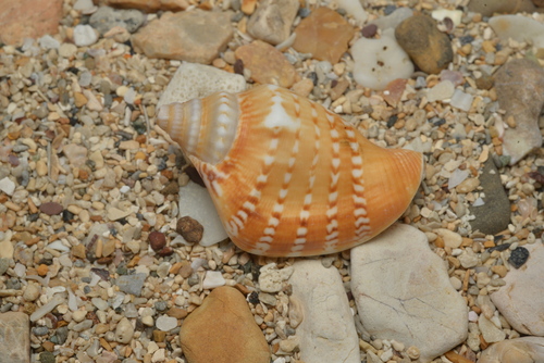 Strombus succinctus observed 2021-05-01