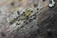 Pilocarpaceae