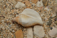 Neodilatilabrum succinctum