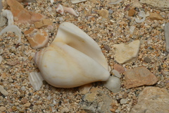 Laevistrombus canarium