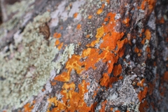 Caloplaca cinnabarina