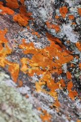 Caloplaca cinnabarina