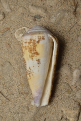 Conus terebra