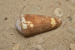 Conus terebra