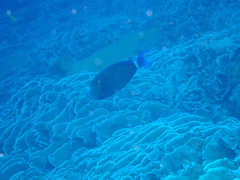 Acanthurus blochii